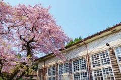 桜と廃校