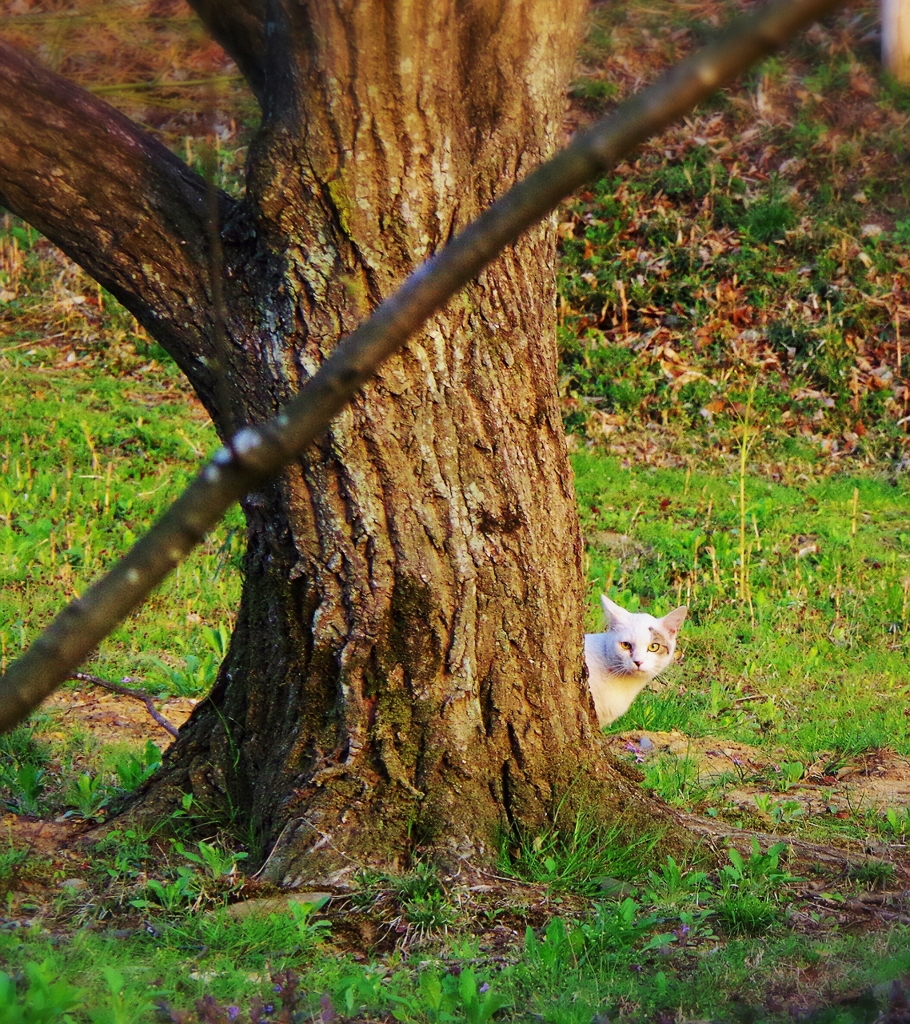ばれてるよ