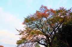 In autumn