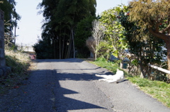 日向