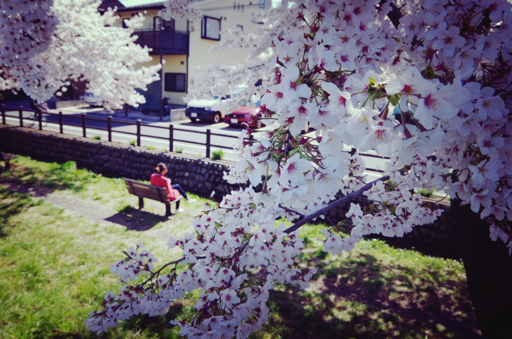 桜咲く