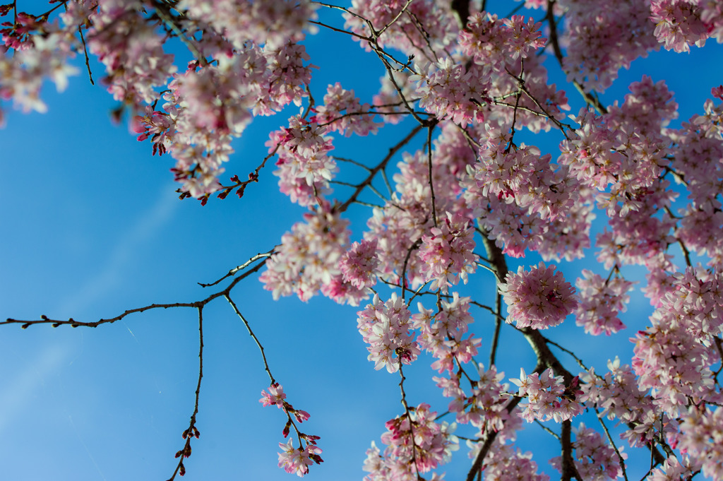 青と桜