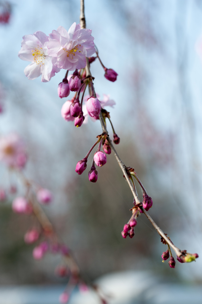 枝垂桜