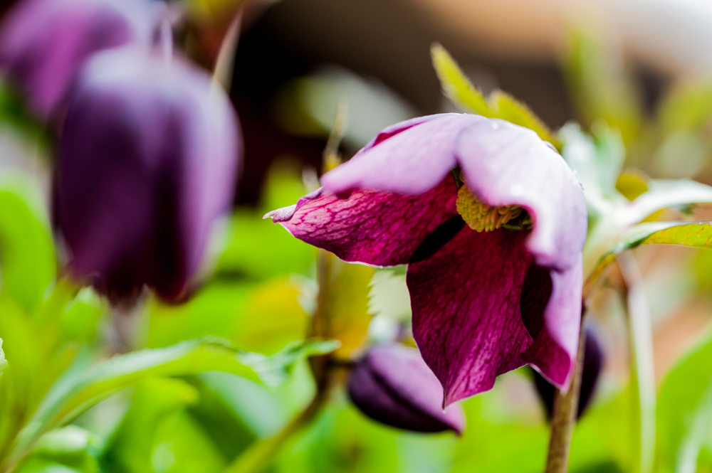 花_DSC_6681