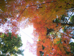 愛知県緑化センター_4869