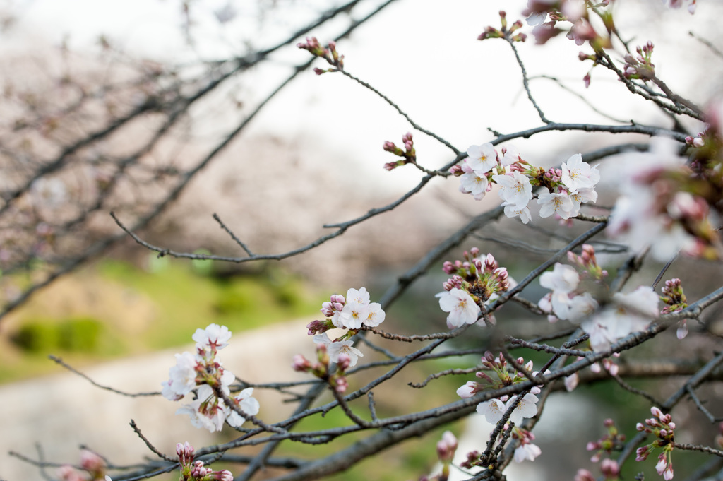 桜風景