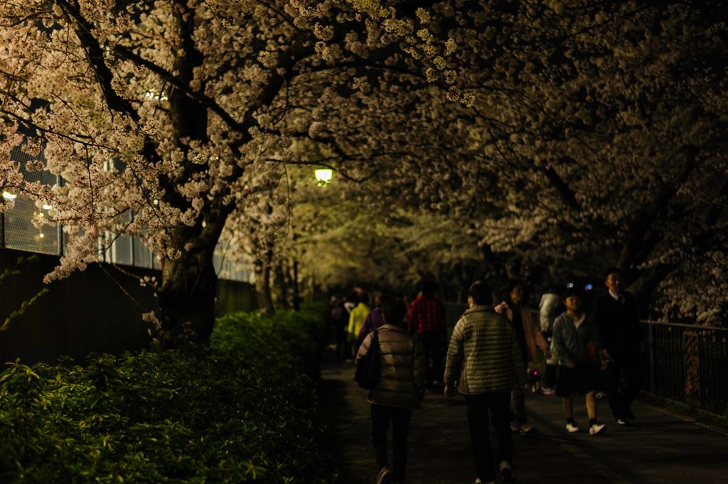夜桜散策