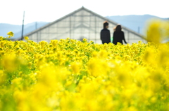 菜の花