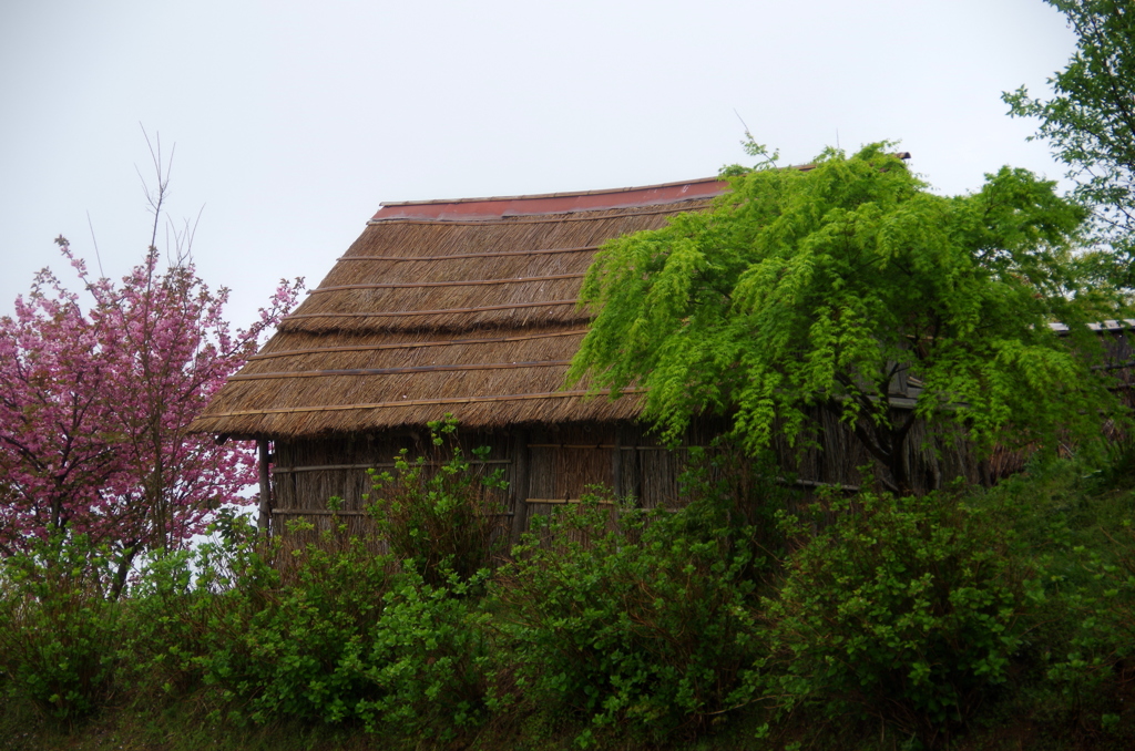 IMGP2491
