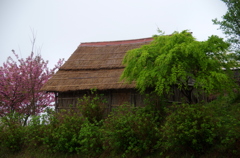 IMGP2491