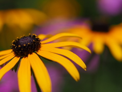 P7260076