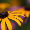 P7260076