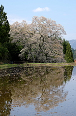 森湯谷エドヒガン①