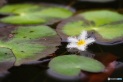 白い可愛い水草 ガガブタ