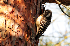 落ち着きないなぁ～～②
