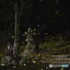 姫蛍