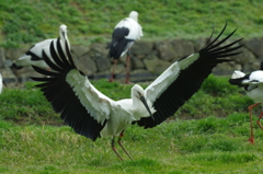 コウノトリの郷公園①