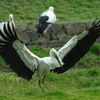 コウノトリの郷公園①