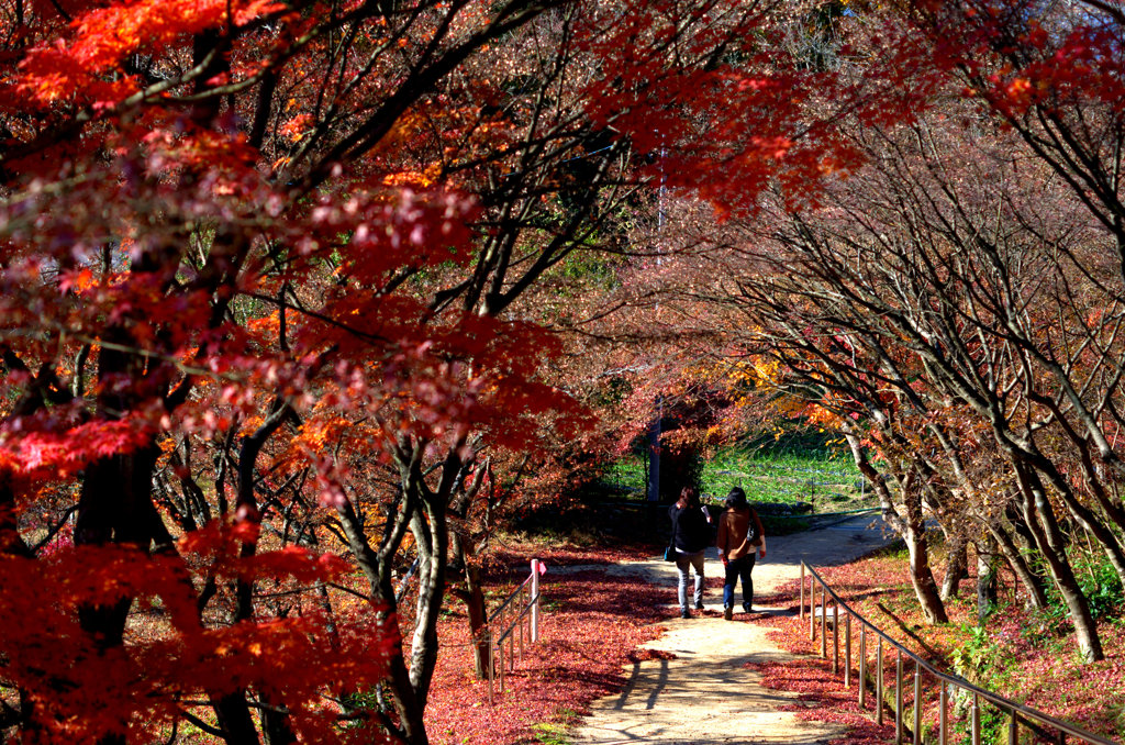 龍泉寺・紅葉3