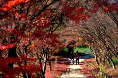 龍泉寺・紅葉3