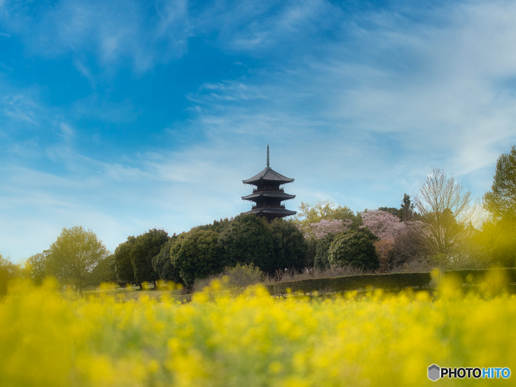 菜の花国分寺