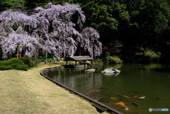 曹源寺枝垂桜２