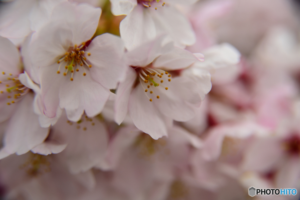 桜咲く①