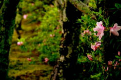 IMGP2559