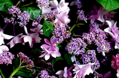 安養寺・紫陽花⑤