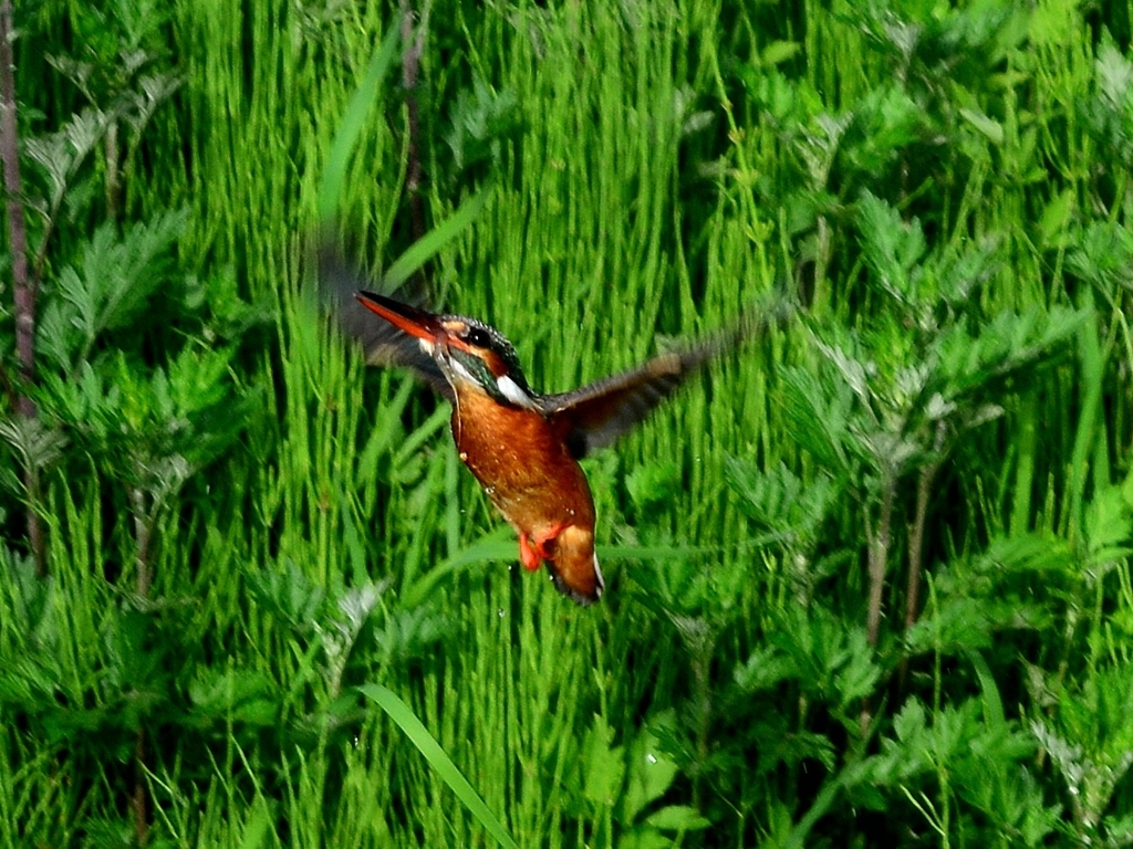 DSC_4517