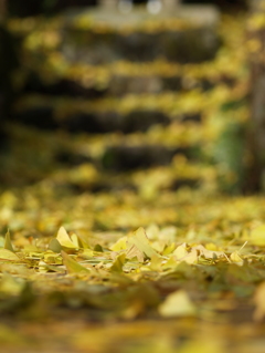 菩提寺の大イチョウ④