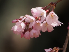 枝垂桜