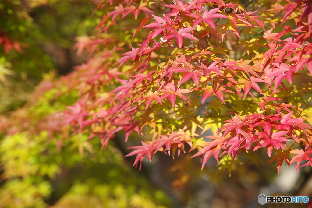 紅葉