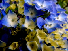 紫陽花