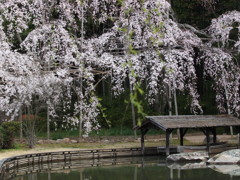 曹源寺枝垂桜②