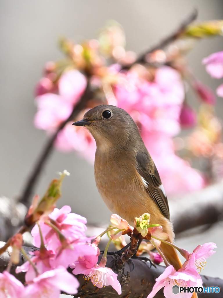 河津桜＆ジョビ子２