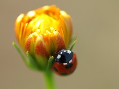 P8090932