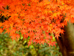赤紅葉