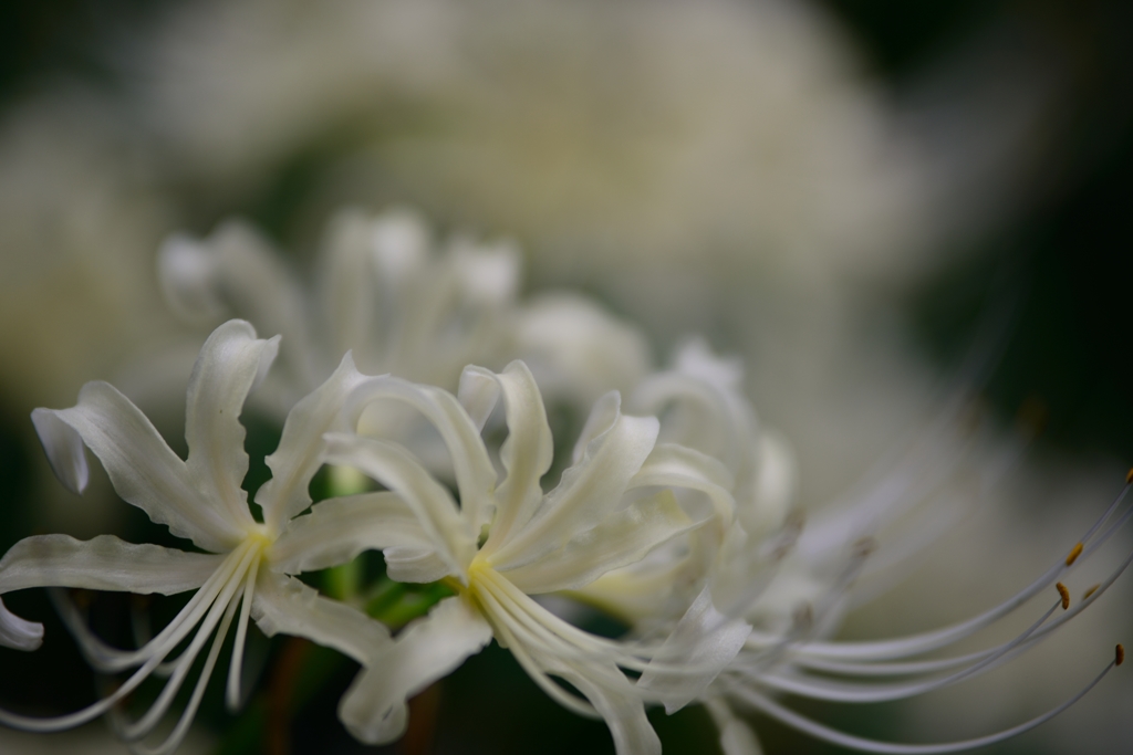 彼岸花・白色　②