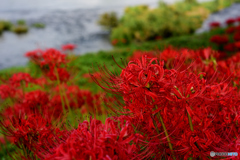 川東公園・彼岸花②