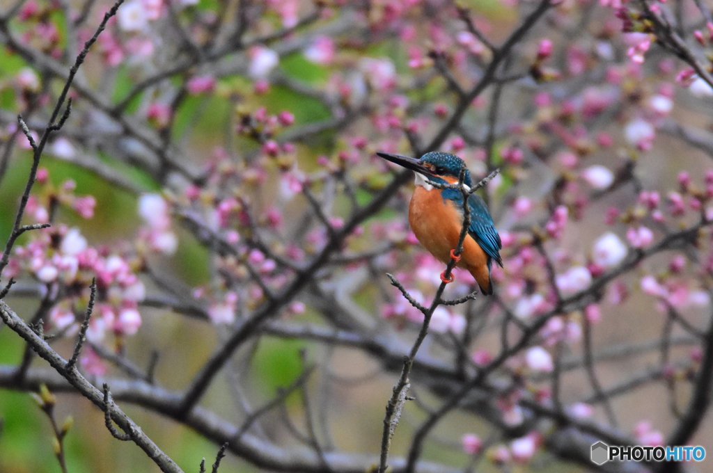 桜もうちょうだなっ！・・・