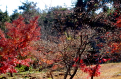 龍泉寺・紅葉