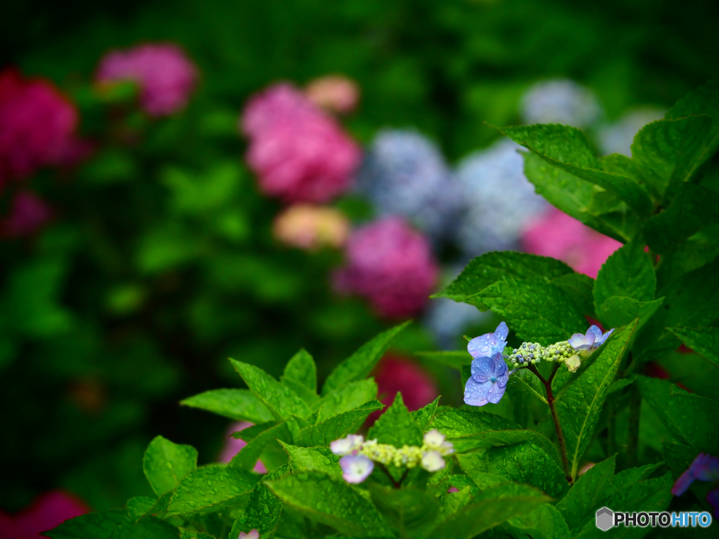 紫陽花①
