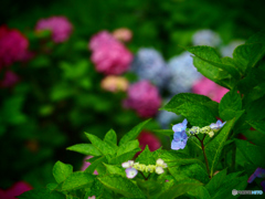紫陽花①