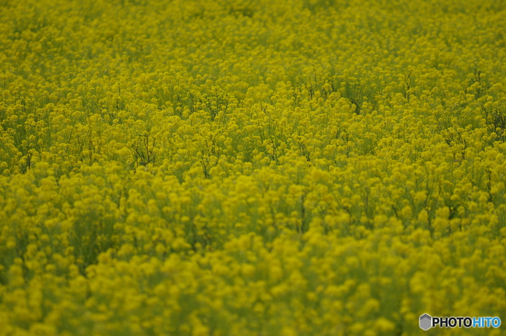 菜の花畑①