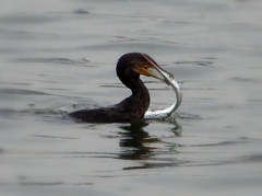 P7060087