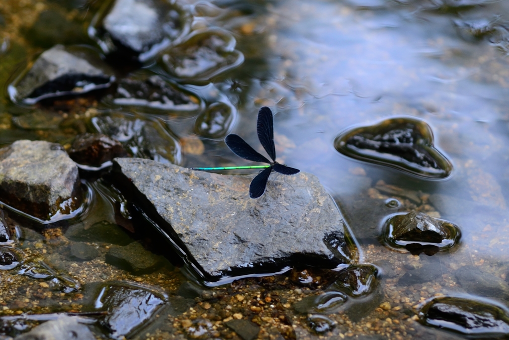 カワトンボ　オス　②