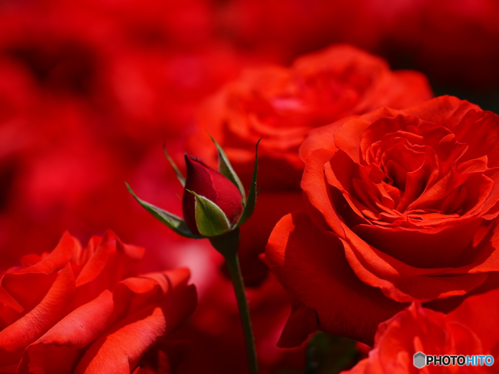 薔薇