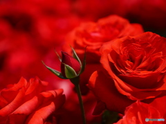 薔薇
