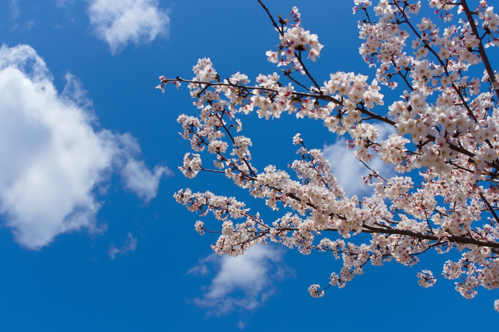 青空桜